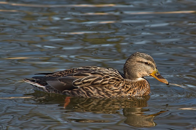 De bedste apps og værktøjer til at løse krydsord hurtigt